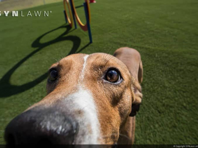 08-humane-society-of-st-lucie-county-synlawn-artificial-grass