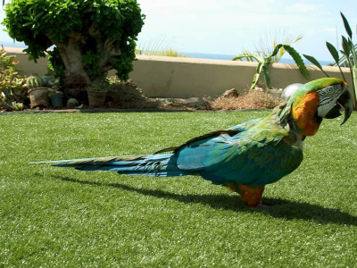 Pet-Turf-Page-Body-Pic-1