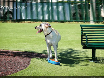 SYNLawn-artificial-grass-pets-public-dog-park-1